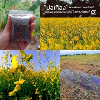 เมล็ดพันธุ์ปอเทือง ขนาด1กิโล คุณภาพดี ราคาถูก!!