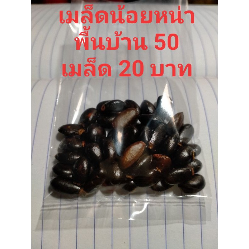เมล็ดน้อยหน่าพันธุ์พื้นบ้าน50เมล็ด/20บาท #เมล็ดน้อยหน่า #เมล็ดน้อยหน่าพันธุ์ละมุด