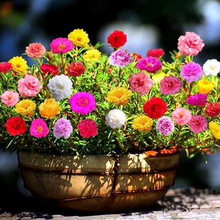 ของแท้ 100% เมล็ดดอก (ดอกไม้ดวงอาทิตย์) บรรจุ 5000 เมล็ด/ซอง Moss Rose DOUBLE MIX Portulaca Double Flower Mix Seeds