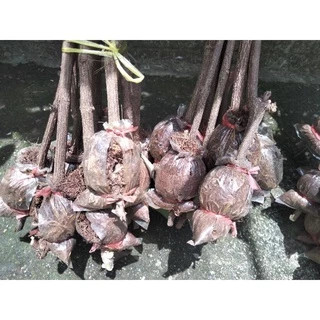 ต้นผักเหลียง1ต้นยาว70-100cm.