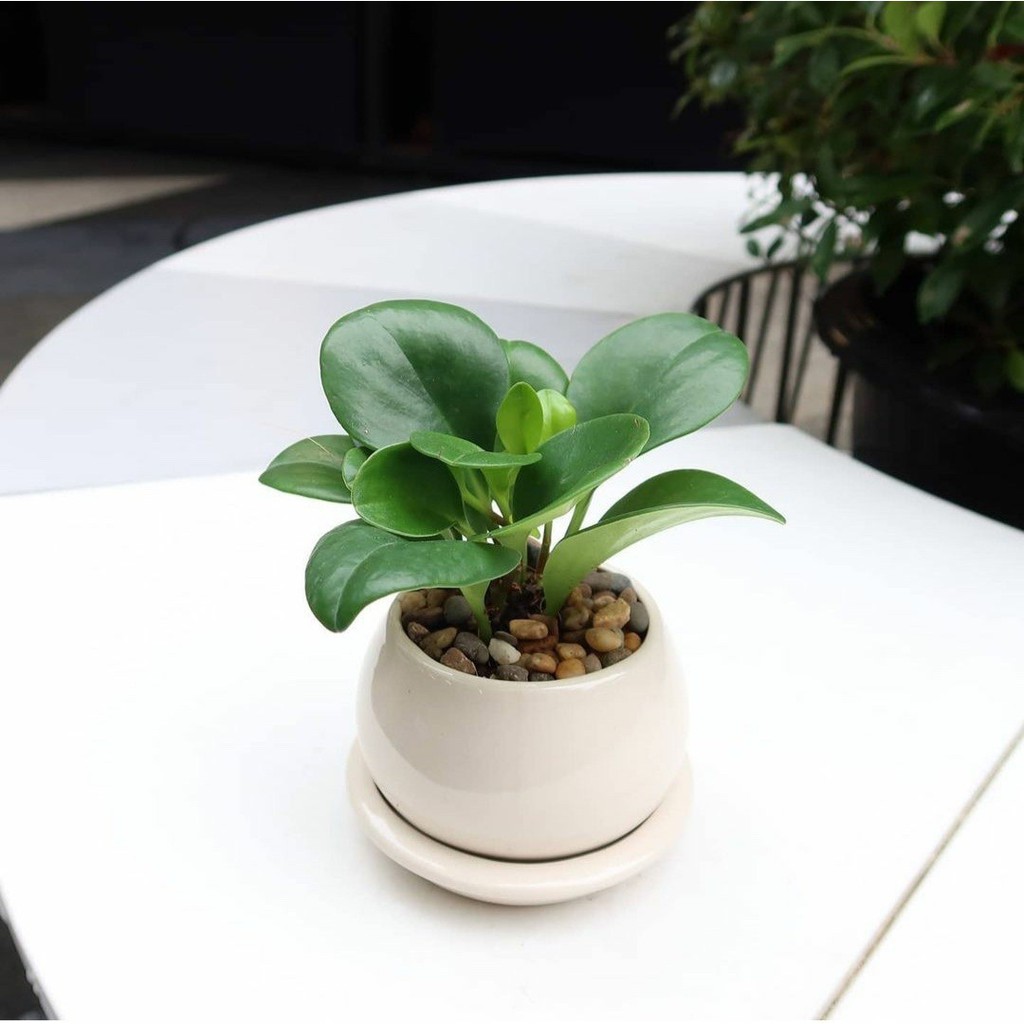 มุมมอง 4