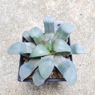 พร้อมส่ง!!ฮาโวเทีย Haworthia correcta hybrid IO Jupiter จัดส่งแบบล้างรากพร้อมป้าย