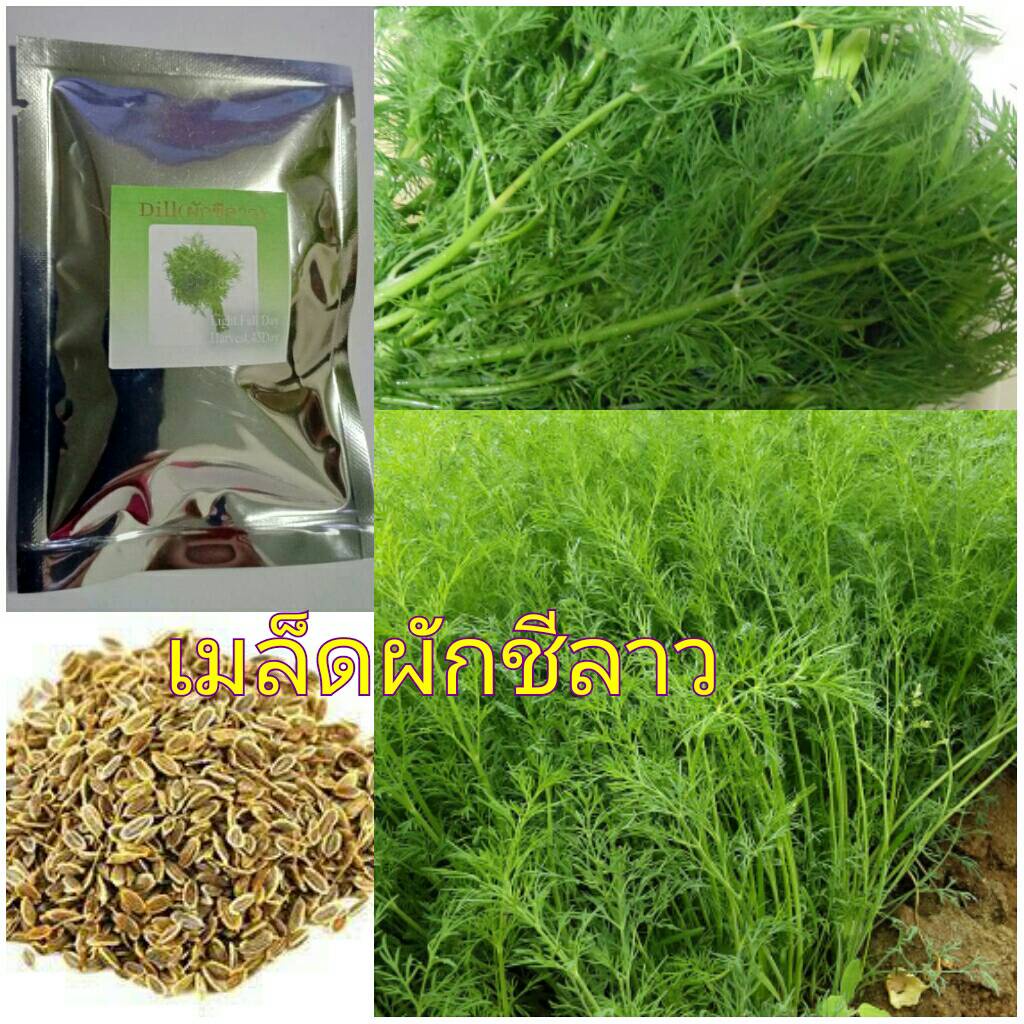 เมล็ดผักชีลาว Dill Bouquet herb จำนวน 1000 เมล็ด ราคา 50 บาท