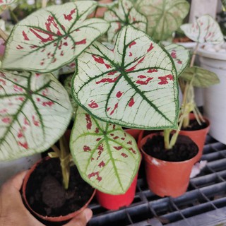 บอนสีราชินีแห่งใบไม้ ต้นสตอเบอร์รี่สตาร์ 🍓 CALADIUM STRAWBERRY STAR ☘️🦩