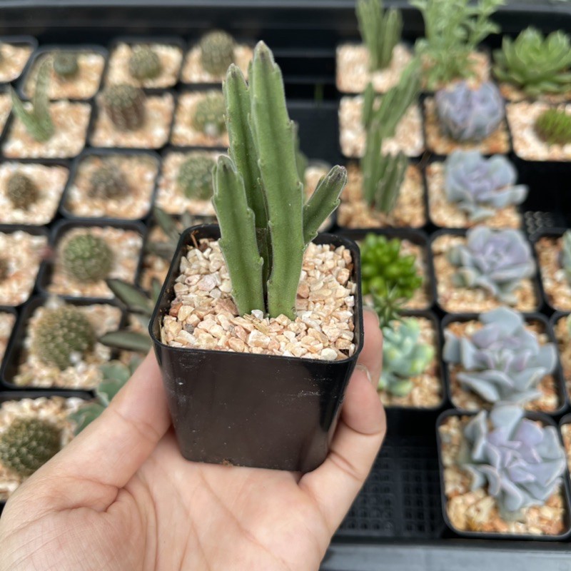 เก๋งจีนดอกลำโพง เก๋งจีนดอกระฆัง จัดส่งทั้งกระถาง - รูปที่ 2