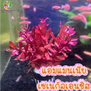 แอมโมเนีย(พอส) Ammannia senegalensis🌱🐠