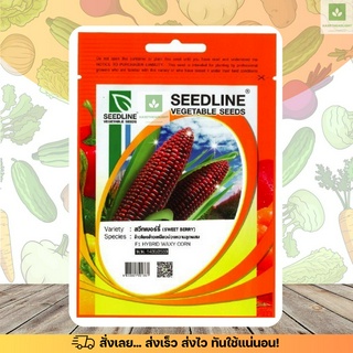 SL ข้าวโพดข้าวเหนียว ม่วงหวาน สวีทเบอร์รี่ โกลด์ ลูกผสม F1 เมล็ดพันธุ์ข้าวโพด เมล็ดข้าวโพด ข้าวโพดหวาน