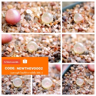 💡Conophytum Burgeri💡 (ใส+โตช้ามากกกก) 10pcs. 99.-