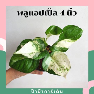 พลูด่างแอปเปิ้ล Epipremnum Aureum ( กระถาง 4 นิ้ว , ตัดยอด )