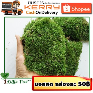 มอสสด มอสบอนไซ โคเคดามะ Kokedama กล่องละ 50 บาท