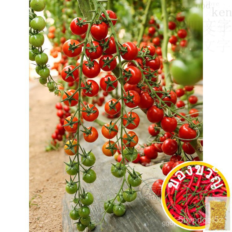 Waterfall Cherry Tomato Seeds Seed Cherry Tomatoes Tomato Collection Four Seasons Potted Vegetable S