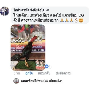 แคลเซียมCG สำหรับไก่ชน