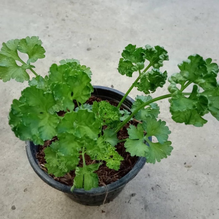 ต้นพาร์สลี่ย์ พาร์สลี่ย์ Parsley (ใบหยิก)ขนาดกระถาง 5 นิ้ว