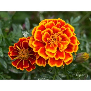 （อัตราการปลูกสูง）French Marigold 100 seeds เมล็ดดอกไม้สวย ต้นไม้มงคล ต้นไม้ประดับ พันธุ์ดอกไม้ ดอกไม้จริง ผักสวนครัว Flo