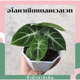 อโลคาเซีย แบลคเวลเวท นินจา กระถาง 4 นิ้ว ใบกำมะหยี่ Alocasia Black Velvet