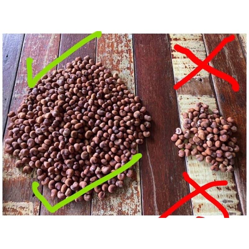 เมล็ดเบาบับดิจิทาทา 40 เมล็ด 99 บาท รูปที่ 3