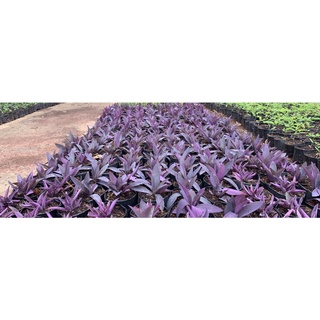 หัวใจสีม่วง ดวงใจม่วง Purple Heart plant