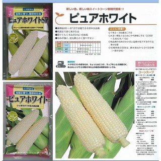 Hokkaido Pure white แบบซองแท้แพคใหญ่ 2000 เมล็ด นำเข้าจากญี่ปุ่น เมล็ดพันธุ์ข้าวโพดหวานนมสดสีขาวทานดิบ ฮอกไกโด เพียวไวท์