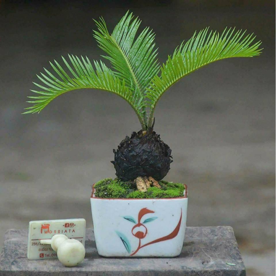 หัวหน่อ ปรงญี่ปุ่น Cycas siamensis ขนาดจิ๋ว 10-15 เซนติเมตร ขนาดเล็ก