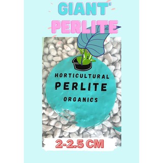 Giant Perlite เพอร์ไลท์ เม็ดบิ๊ก ขนาด 2-2.5cm สำหรับใช้ปลูกต้นไม้