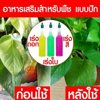 ฟองน้ำเพาะกล้า ฟองน้ำเพาะเมล็ด ถาดเพาะไฮโดร ฟองน้ำปลูกผัก ปลูกผักไฮโดรโปนิกส์ ถาดเพาะ ถ้วยปลูกผัก ไฮโดร ไฮโดรโปนิกส์