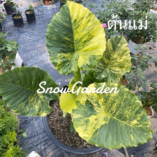 บอนหูช้างด่างเหลือง 🐘Alocasia gageana aurea variegated  ขอดูรูปเพิ่มเติมได้(เหมาะตั้งแม่)