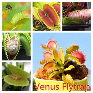 30เมล็ด/ซอง กาบหอยแครง (Dionaea muscipula) หลากหลายสายพันธุ์ "Venus Flytrap" flower Seed ต้นไม้ฟอกอากาศ ต้นไม้ประดับ