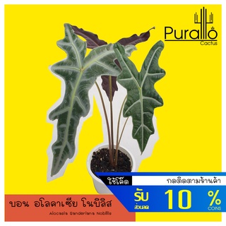 ต้นบอน อโลคาเซีย โนบิลิส Alocasia Sanderiana Nobillis #alocasiasarian #Nobilis #alocasia