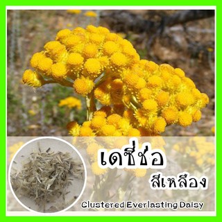 พร้อมส่ง ❗ รหัส 091 เมล็ดพันธุ์แท้ OP แท้  เดซี่ช่อสีเหลือง - Clustered Everlasting Daisy (ทำดอกไม้แห้ง) เมล็ดดอกไม้