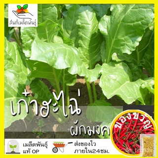 เมล็ดอวบอ้วน100%，ไทยในสต็อกพร้อมส่งเมล็ดพันธุ์ เก๋าฮะไฉ่ ผักมงคล 200 เมล็ด Chinese Beet seed เมล็ดพันธุ์แท้ นำเข้าจากต่า