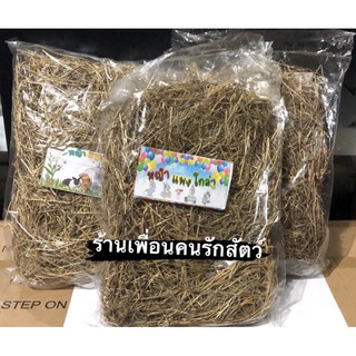 หญ้าแพงโกล่าสำหรับ​กระต่าย​ หญ้าแพงโกล่า หญ้าสำหรับสัตว์เลี้ยง หญ้า ถูกที่สุด!!!