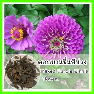 พร้อมส่ง❗ รหัส 164 เมล็ดพันธุ์ ดอกบานชื่นสีม่วง - Mixed Purple Zinnia Flowerเมล็ดดอกไม้ ดอกไม้ปลูกสวยๆ  เมล็ดพันธุ์ผัก