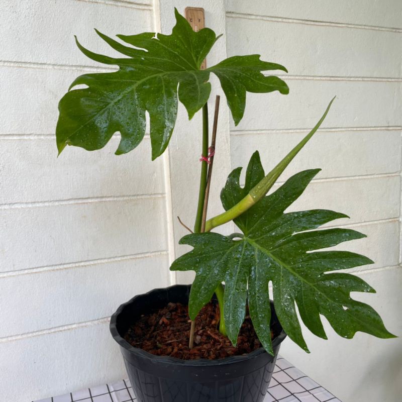 Philodendron brandtianum (ฟิโลเดนดรอน แบรนเทียนัม)