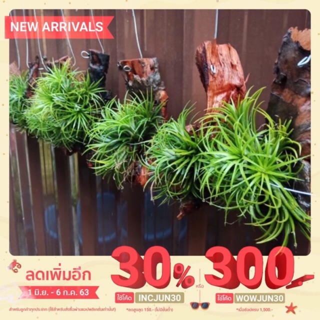 ขอนไม้สับปะรดสีทิลแลนเซียกอใหญ่