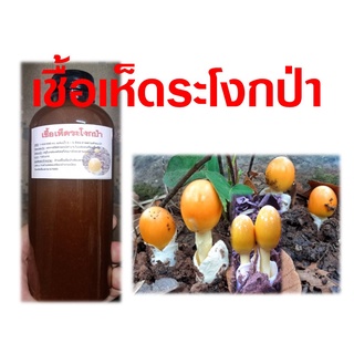 เชื้อเห็ดระโงก 1 ขวด ขนาด 500 ml.