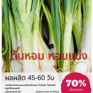 เมล็ดพันธุ์ หอมแบ่ง 250 เมล็ด Onion ต้นหอม ✅ราคาถูก🪴ปลูกง่าย ปลูกไว้ทานกินเอง🔥ซื้อ10แถม1 คละได้🔥