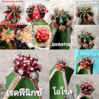 🌵มะละกอ มะละกอดิบ เรดฟินิกซ์ โอโรส ศิลามณี T31115  แคคตัส Payaya Gymno CACTUS ยิมโนด่าง​ gymnocalycium​ กระบองเพชร