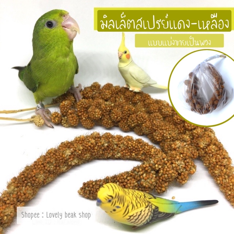 มิลเล็ตสเปรย์ อาหารนก มิลเล็ตสเปรย์แดง millet spray อาหารนกหัดแทะ หนู แฮมสเตอร์ ฟอพัส หงส์หยก ค็อกคาเทล