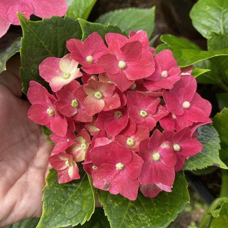 ต้นไฮเดรนเยีย พันธุ์หนัก Hydrangea  (ติดดอก) ดอกแดง สีสวย  แบบถุง - รูปที่ 5