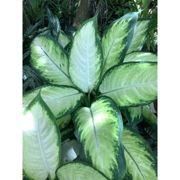สโนว์ดรอป (Dieffenbachia camilla)ไม้มงคล