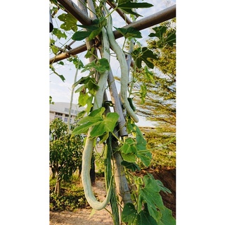 เมล็ดพันธุ์ บวบงูขาว (White Snake Gourd) บรรจุ 10เมล็ด ขนาดผล 4.2*45 ซม. ผลผลิตสูง