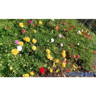 แพรเซี่ยงไฮ้ ขายเป็นกิ่ง กิ่งละ 1 บาท มีหลากหลายสีให้เลือก (ซื้อขั้นต่ำ 20 กิ่ง)