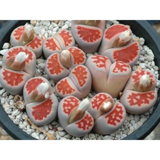 Lithops Karasmontana Redtop