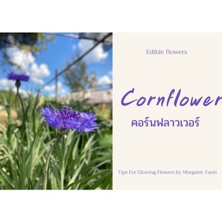 💥เก็บโค้ดลดหน้าร้าน ลดเหลือ 0.-💥 เมล็ดพันธ์ุดอกคอร์นฟลาวเวอร์ Corn flowers edible seed