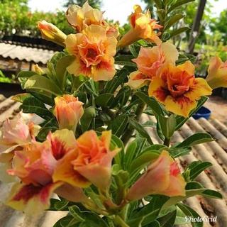 12 เมล็ด เมล็ดพันธุ์ ชวนชม สายพันธุ์ไต้หวัน ดอกสีส้ม Adenium Seeds