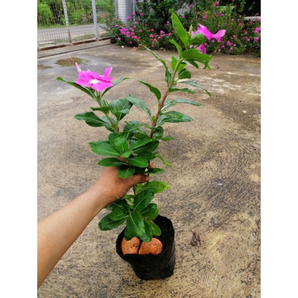 ปลูกวันนี้ เห็นดอกพรุ่งนี้ บำบัดได้ทุกอย่าง​ เปลี่ยนรั้วรกๆมาเป็นรั้ว แพงพวยพันธุ์ไทย สีชมพู​พร้อมส่ง