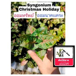 Syngonium Christmas Holiday ออมทรัพย์ หรือ ออมนาคเเคระ syngonuim