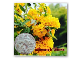 เมล็ดทองอุไร 200 เมล็ด