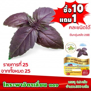 [ซื้อ10แถม1 + ฟรีคู่มือ] เมล็ดพันธุ์ โหระพาอิตาเลี่ยน แดง PURPLE ITALIAN BASIL  (0.5 กรัม 300 เมล็ด) ทำมะชาดฟาร์ม