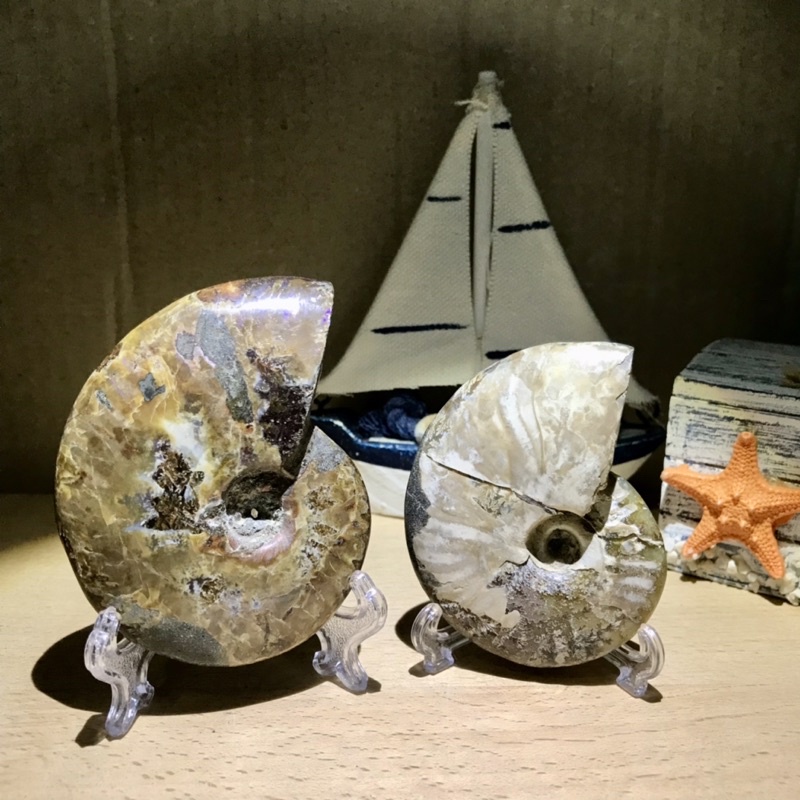 Ammonite Madagascar Screw....